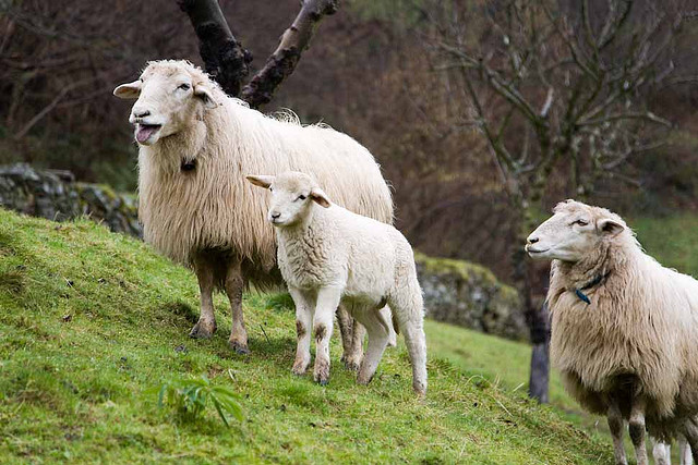 Sheeps Asturias